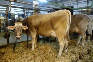 k-Vater Jongleur bei Luxner